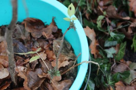 Bilan adnata veneux 23 janv 2016 030.jpg