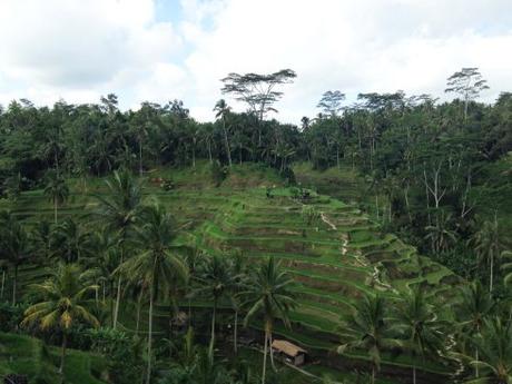 Rizière en terrasses Ubud Bali Pura Bali avis