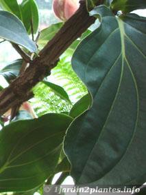 Une plante d'intérieur: le medinilla