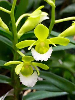 Orchidarium Christensonia vietnamica Orchidarium Christensonia vietnamica