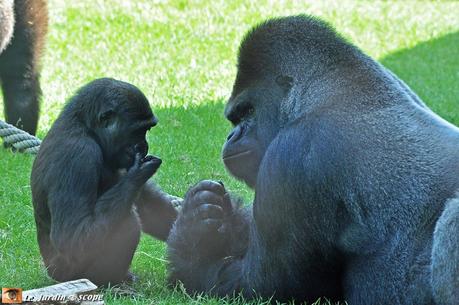 Moment de tendresse entre Azato et sa descendance au Zoo de Beauval