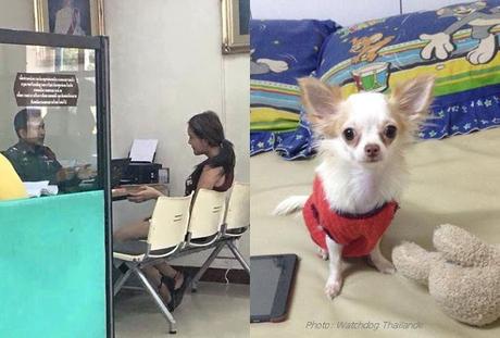 Thaïlande, chiot Chihuahua défenestré: 2 mois de prison ferme (vidéo)