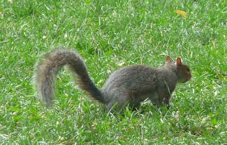 Ecureuil roux vs écureuil gris NY / Battery Park