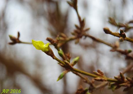 Du Sang Neuf / Some New Blood Printemps? / Spring?