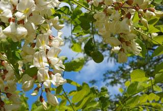 Le doux miel d'acacia