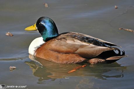 Une espèce de canards sauvée par des éleveurs chasseurs ! Canard de Vouillé aux reflets bleutés