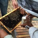 Collecte de faux-bourdons dans les ruches à mâles