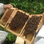 Contrôle de l'abeille Buckfast