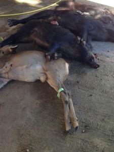 De la battue aux plats préparés IMG_2220