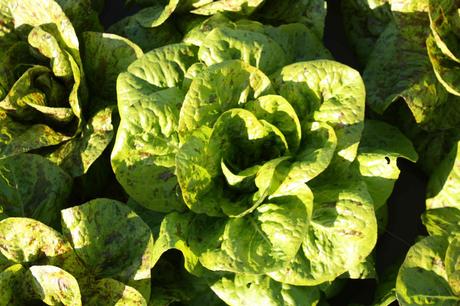 Salade _verte_ © P.Faus Salade _verte_ © P.Faus