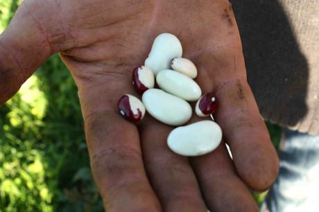 Haricots dans la main de Denis © P.Faus Haricots dans la main de Denis © P.Faus