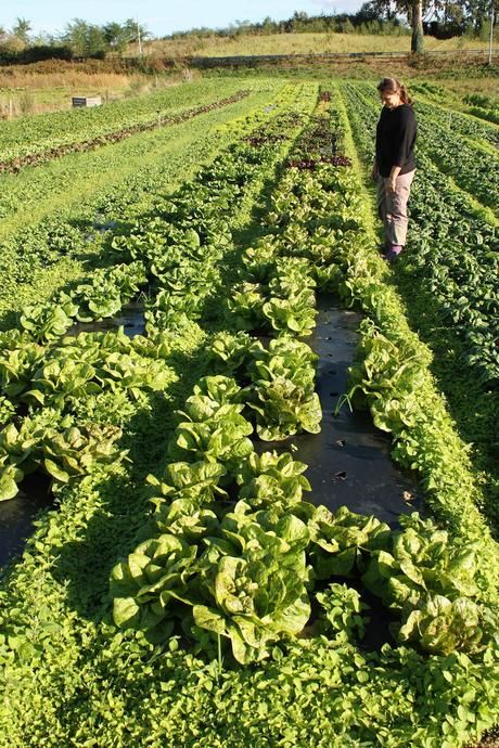 Angélique et ses saledes © P.Faus Angélique et ses saledes © P.Faus