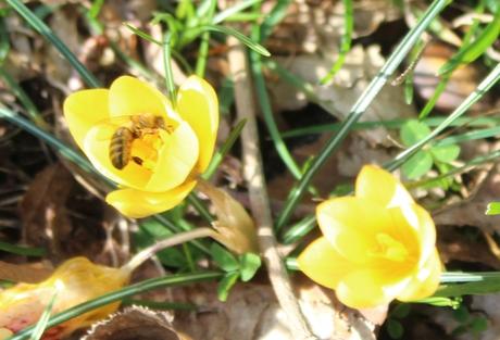 crocus abeille veneux 6 fev 2016 008.jpg