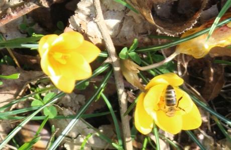crocus abeille veneux 6 fev 2016 007.jpg