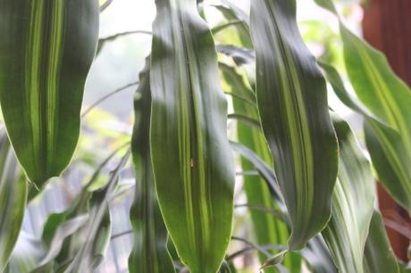 3 dracaena fragrans veneux 7 fev 2016 002 (3).jpg