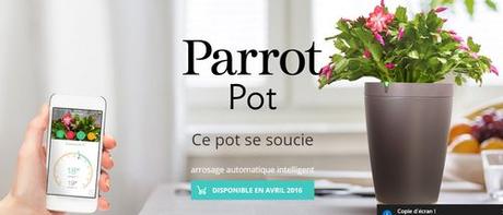 Parrot pot 1