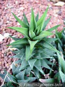 Une plante grasse: l'haworthia