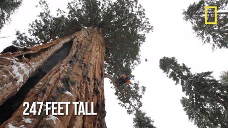 Un arbre de 3200 ans photographié pour la 1re fois en une image