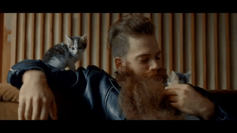 AXE cats kittens beard awww