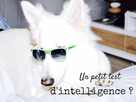 Comment tester l’intelligence de son chien ?