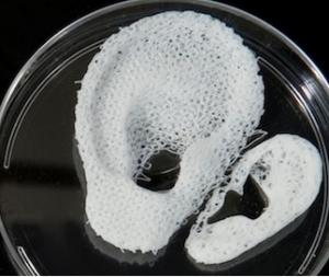 BIO-PRINTING: Une première preuve de concept d'organes imprimés en 3D – Nature Biotechnology