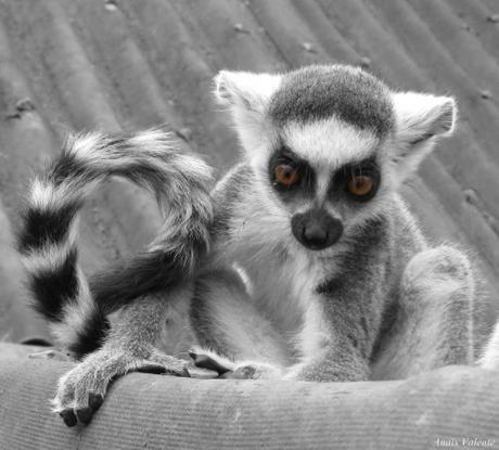 Un texte que j'avais écrit contre le racisme : Charbon veut devenir un ours blanc 2577068747.JPG