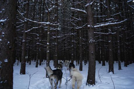 Balade en chien de traineau au milieu de la forêt