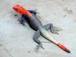 marguillier marguillier
