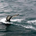 EVASION : Islande, terre de glace et de feu EVASION : Islande, terre de glace et de feu