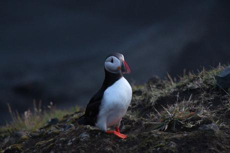 EVASION : Islande, terre de glace et de feu macareux-islande-3