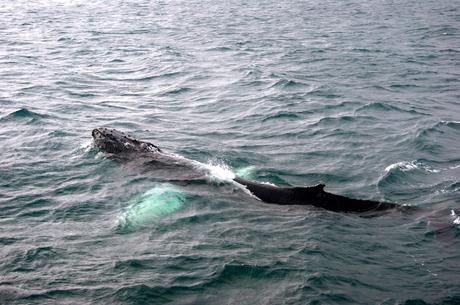 EVASION : Islande, terre de glace et de feu SONY DSC