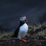 EVASION : Islande, terre de glace et de feu EVASION : Islande, terre de glace et de feu