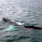 EVASION : Islande, terre de glace et de feu EVASION : Islande, terre de glace et de feu