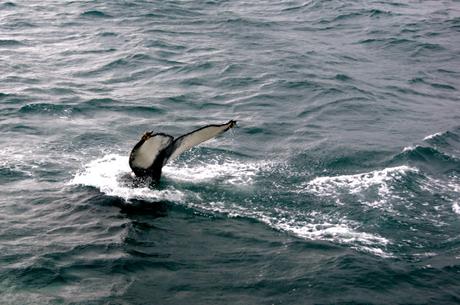 EVASION : Islande, terre de glace et de feu SONY DSC