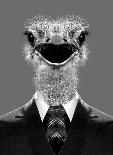 La photographie du jour maurice renoma