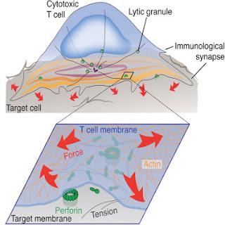 #Cell #cellulesT #cytotoxicité #synapseimmunologique #perforine Les cellules T cytotoxiques utilisent la force mécanique pour potentialiser l’élimination des cellules cibles