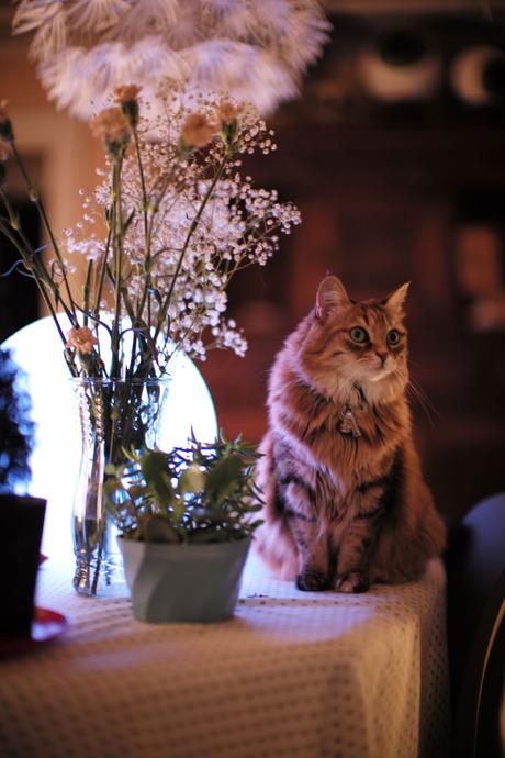 Comme convenu, la page 281 (+ photos). bloglaurel comics