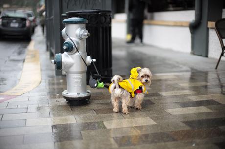 Comme convenu, la page 281 (+ photos). bloglaurel comics