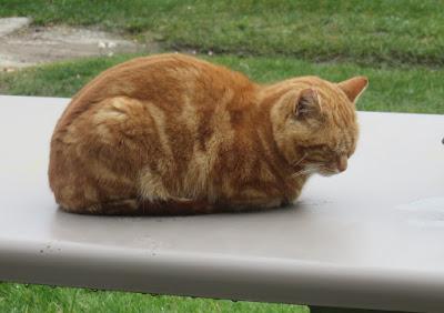 Chat-titulaire Chat-titulaire