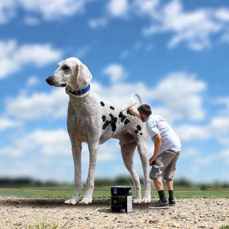 Ce photographe met en avant son chien dans des images incroyables ! Ce photographe met en avant son chien dans des images incroyables !