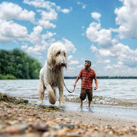 Ce photographe met en avant son chien dans des images incroyables ! Ce photographe met en avant son chien dans des images incroyables !