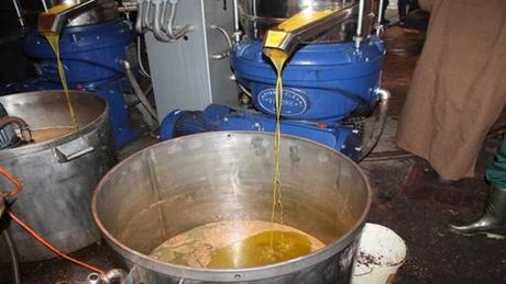 Tizi-Ouzou : production de plus de 9,7 millions de litres d'huile d'olive