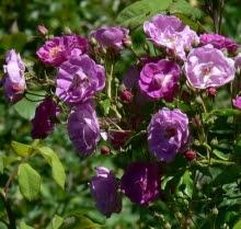 Nouveaux rosiers... Nouveaux rosiers...