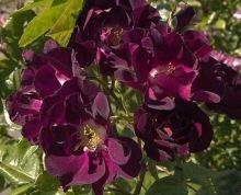 Nouveaux rosiers... Nouveaux rosiers...