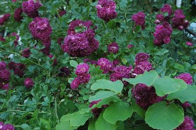 Nouveaux rosiers... Nouveaux rosiers...