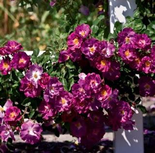 Nouveaux rosiers... Nouveaux rosiers...