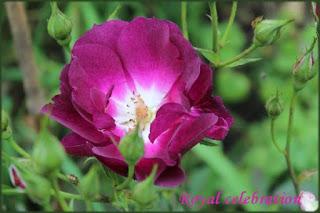 Nouveaux rosiers... Nouveaux rosiers...