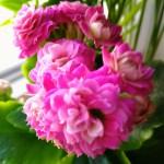 J’ai testé pour vous le Honor 5X IMG_20160303_112049