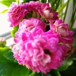 J’ai testé pour vous le Honor 5X IMG_20160303_112045