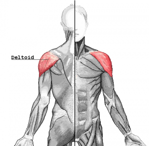 Muscles épaule corps masculin